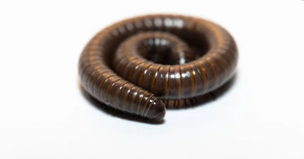 Milípedo Negro Julida Ordermillipedes —  Fotos de Stock