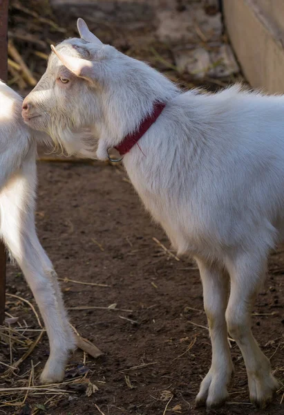 Goat Breeding Male Goat Importune Female Goat Get Copulation Love — Stock Photo, Image