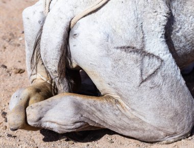 Hiyeroglifle işaretlenmiş DROMEDARY krup. Arap devesi (Camelus dromedarius).