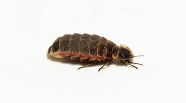 Lampyridae Lampyris noctiluca. Yaygın parlayan kurt Avrupa. Dişi Ateşböceği.