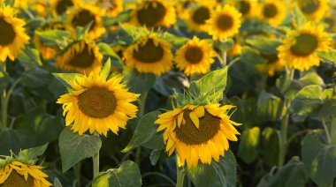 Ayçiçeği çiçeği çiçeği çiçeği. Arazide altın ayçiçeği batan güneşin ışınlarıyla aydınlatılıyor..