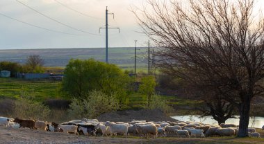 Keçi ve koyun sürüsü. Hayvanlar çayırda otlar. Avrupa 'nın otlakları. Budzhak bozkırı, bahar çayırı, yapay su deposu.. 