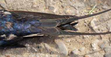 Kırlangıç kuyruğu, yukarıdan manzara. Ahır kırlangıcı (Hirundo rustica). Ölü kuş.