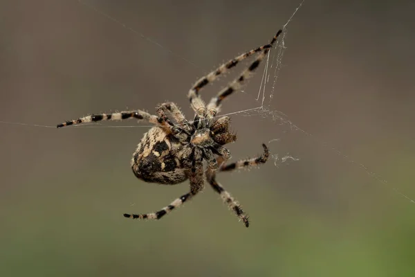 Araneus Circe Genus Common Orb Weaving Spider — стоковое фото