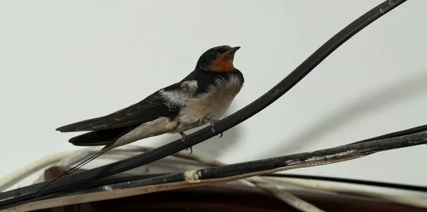 Ptak Siedzi Podsłuchu Połykanie Stodoły Hirundo Rustica — Zdjęcie stockowe