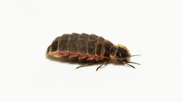 Lampyridae Lampyris noctiluca. Yaygın parlayan kurt Avrupa. Dişi Ateşböceği.