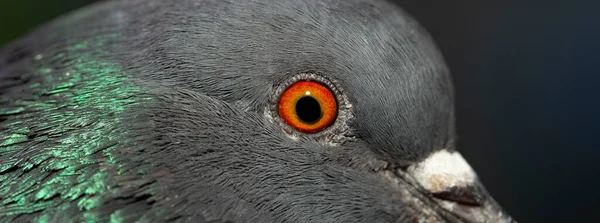 Bergduva Eller Vanlig Duva Medlem Fågeln Columbidae Ung Manlig Fågel — Stockfoto