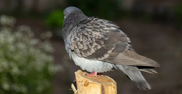 Bergduva Eller Vanlig Duva Medlem Fågeln Columbidae Ung Manlig Fågel — Stockfoto