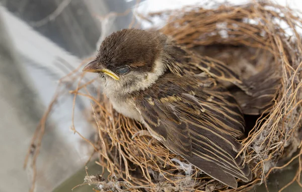 Bir ev tavuğu Sparrow. Yuvadaki yavru kuş.