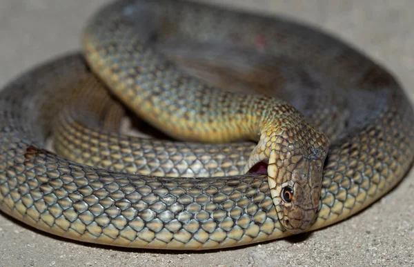 Cobra Morde Sozinha Cáspio Whipsnake Caspius Também Conhecido Como Grande — Fotografia de Stock