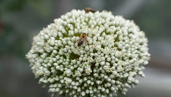 Leek Bloeiend Bestuiving Van Planten Door Insecten — Stockfoto