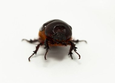 Avrupa gergedan böceği (Oryctes nasicornis), Dynastinae familyasına ait büyük bir uçan böcek türü..