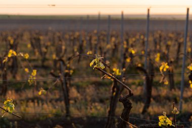 Genç, yeşil filizler üzümlü bir çalıda. Gün batımının arka planında üzüm-üzüm çiçekleri. Şarap üretimi. Moldova 'da şarap üretim teknolojisi.