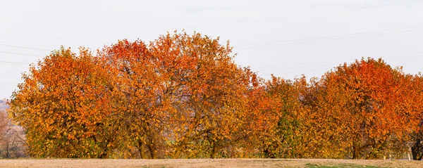 Cerezo Con Hojas Enrojecedoras Otoño Paisaje Otoño Con Árbol Lleno —  Fotos de Stock