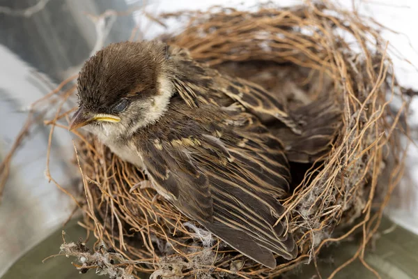 家の雀をチェックします 巣の中の赤ちゃん鳥 — ストック写真