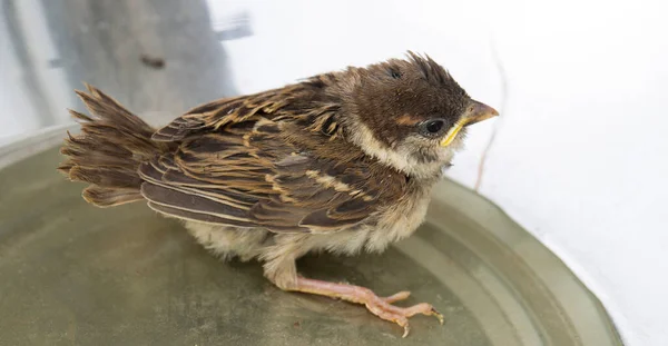 Brud Från Ett Hus Sparrow Fågeln Kontakt Med Människovärlden — Stockfoto