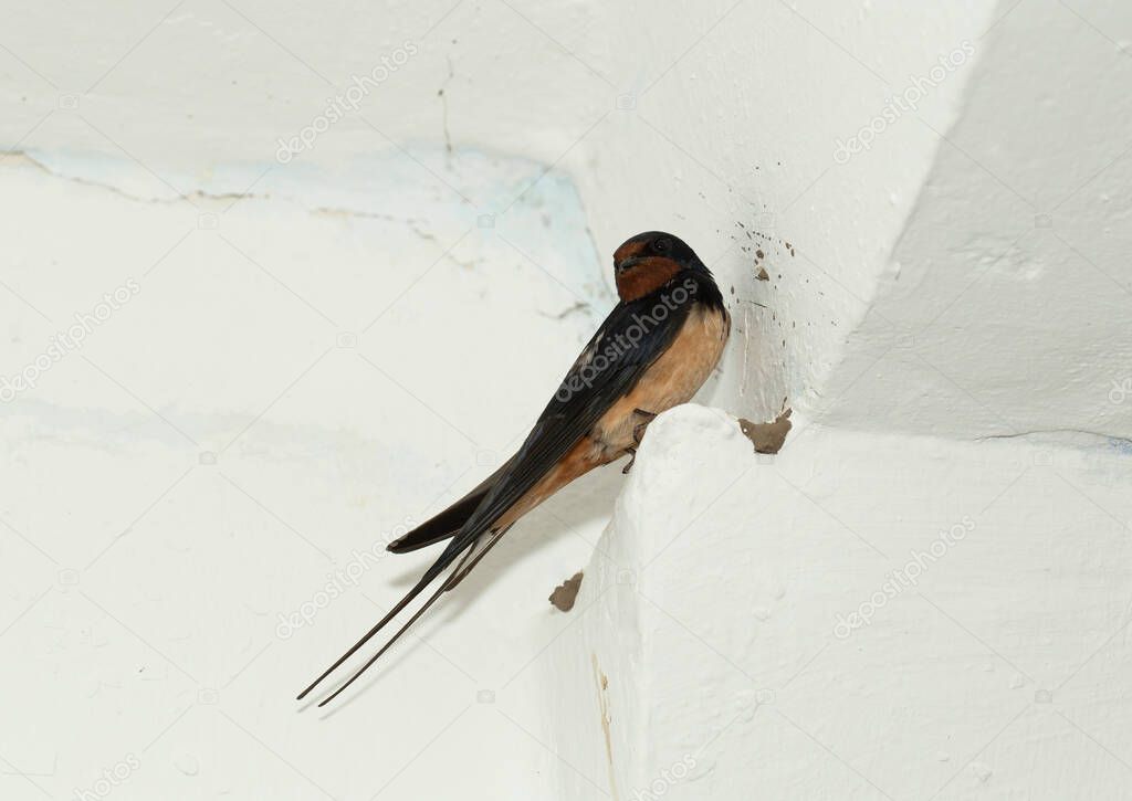 The bird is sitting on the wire. The barn swallow (Hirundo rustica).