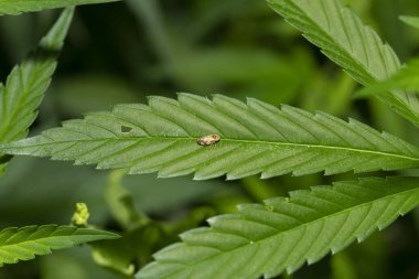Meadow froghopper or meadow spittlebug, sitting on cannabis. clipart