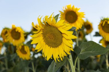 Ayçiçeği çiçeği çiçeği çiçeği. Arazide altın ayçiçeği batan güneşin ışınlarıyla aydınlatılıyor..