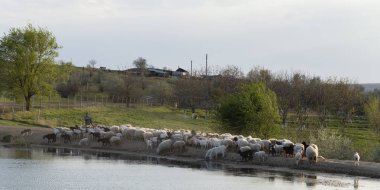 Keçi ve koyun sürüsü. Hayvanlar çayırda otlar. Avrupa 'nın otlakları. Budzhak bozkırı, bahar çayırı, yapay su deposu.. 