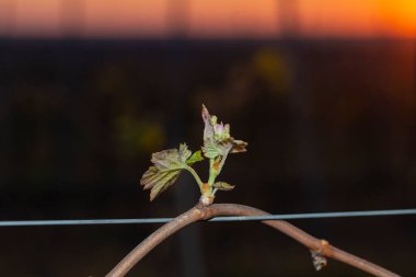 Genç, yeşil filizler üzümlü bir çalıda. Gün batımının arka planında üzüm-üzüm çiçekleri. Şarap üretimi. Moldova 'da şarap üretim teknolojisi.