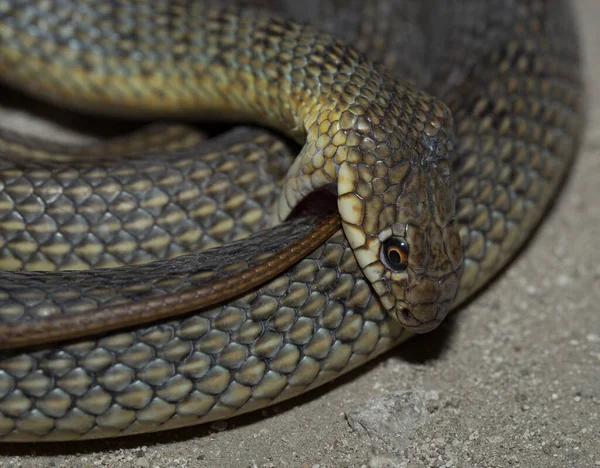 Serpent Mord Lui Même Couleuvre Tachetée Caspius Aussi Connue Sous — Photo