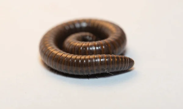 Black Millipede Julida Ordermillipedes — Stock fotografie