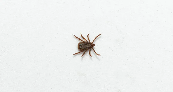 Ixodes Ricinus Касторський Боб Tick Головним Чином Європейським Видом Твердого — стокове фото