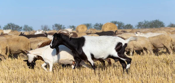 Una Manada Cabras Ovejas Los Animales Pastan Hojarasca Del Trigo — Foto de Stock