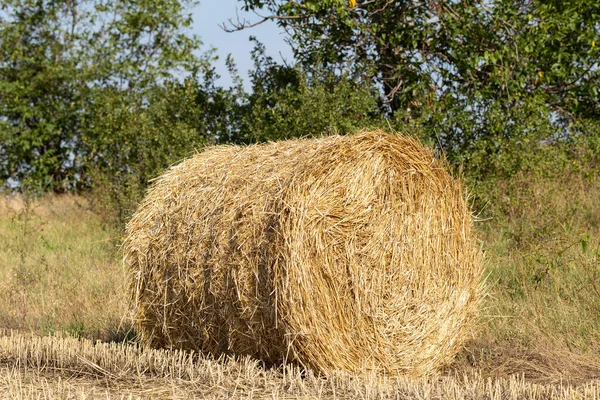 Tarweoogst Ronde Strobalen Het Veld — Stockfoto