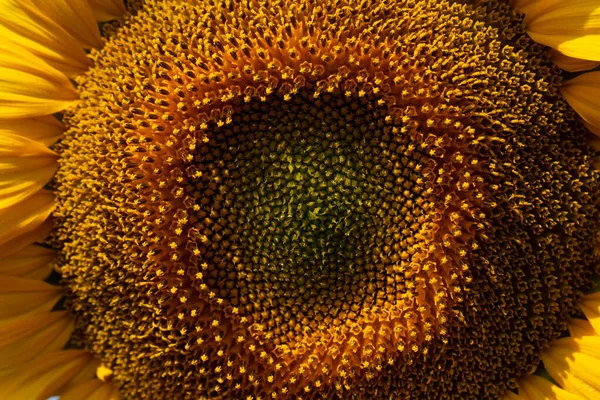 stock image Image of beautiful sunflowers photographed close. Sunflower Flower Blossom. 