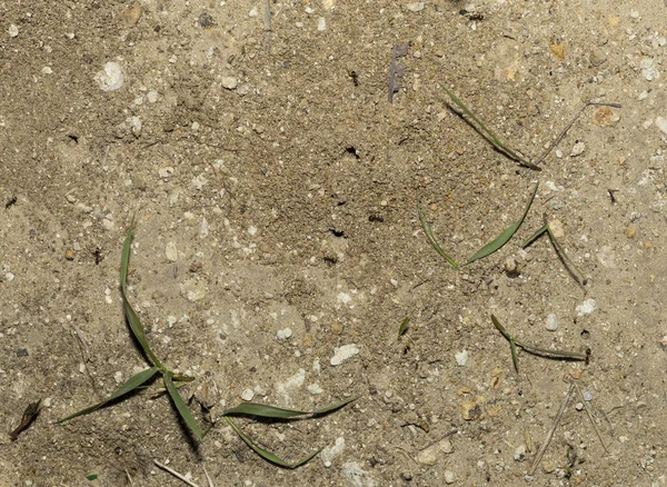 Black Garden Ant Life Insects Ants Anthill — Stock Photo, Image