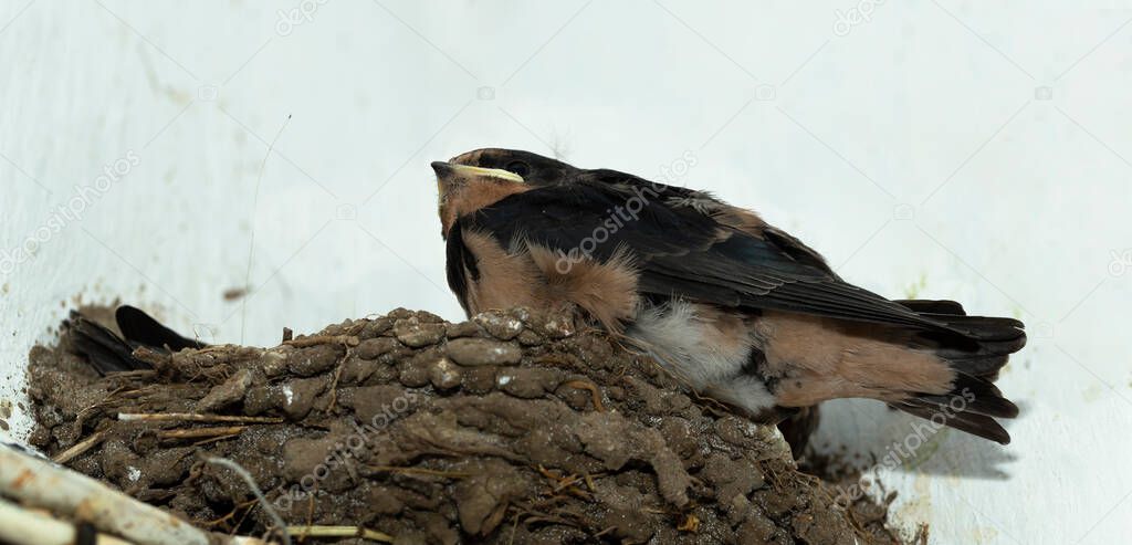 Chicks in the nest. The barn swallow (Hirundo rustica).