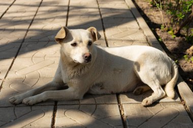 Beyaz bir köpeğin portresi. Hamile bir dişi köpek dinleniyor. Hayvan içgüdüleri..