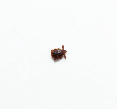 Ixodes ricinus, başlıca Avrupa 'da sert vücutlu kene türüdür..