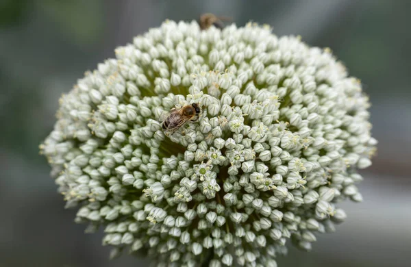 Leek Bloeiend Bestuiving Van Planten Door Insecten — Stockfoto