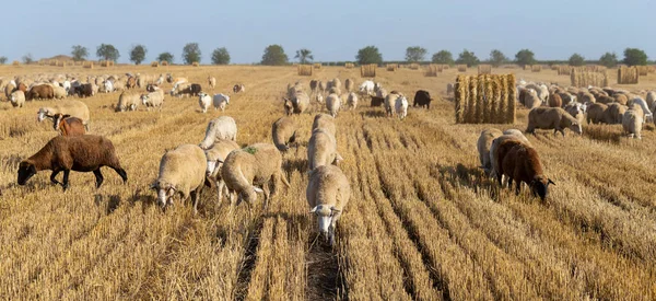 Una Manada Cabras Ovejas Los Animales Pastan Hojarasca Del Trigo — Foto de Stock