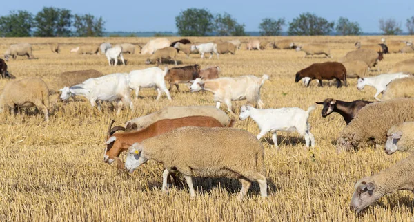 Una Manada Cabras Ovejas Los Animales Pastan Hojarasca Del Trigo — Foto de Stock