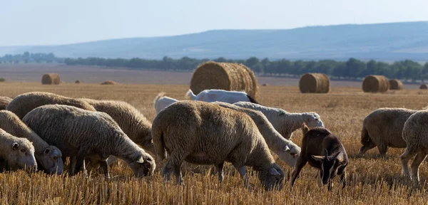 Una Manada Cabras Ovejas Los Animales Pastan Hojarasca Del Trigo — Foto de Stock