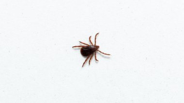 Ixodes ricinus, başlıca Avrupa 'da sert vücutlu kene türüdür..