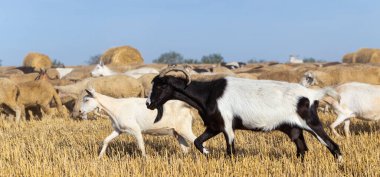 Keçi ve koyun sürüsü. Hayvanlar buğday sakalında otlar. Tarlada saman balyaları.