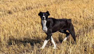 Otlakta bir çoban köpeği. Tarlada saman balyaları.