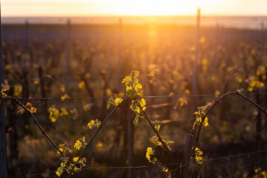 Genç, yeşil filizler üzümlü bir çalıda. Gün batımının arka planında üzüm-üzüm çiçekleri. Şarap üretimi. Moldova 'da şarap üretim teknolojisi.