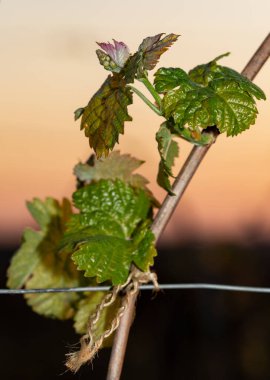 Genç, yeşil filizler üzümlü bir çalıda. Gün batımının arka planında üzüm-üzüm çiçekleri. Şarap üretimi. Moldova 'da şarap üretim teknolojisi.