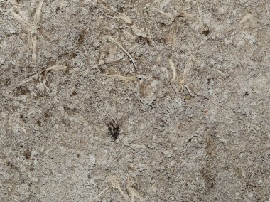 Tuzlu su. Toprak tuz açısından zengindir. Kurumuş bir gölün dokusu..