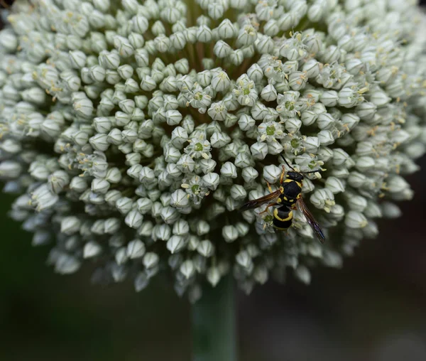 Leek Bloeiend Bestuiving Van Planten Door Insecten — Stockfoto