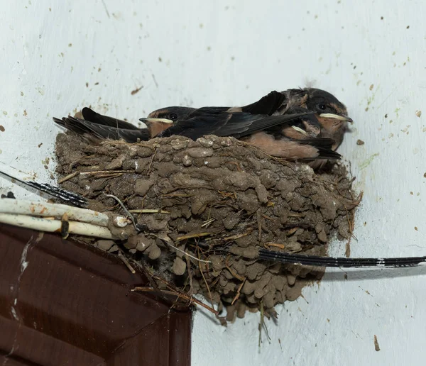 Laski Gnieździe Połykanie Stodoły Hirundo Rustica — Zdjęcie stockowe