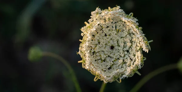 Daucus Carota Wilde Wortel Vogelnest Bisschop Kant Queen Anne Lace — Stockfoto