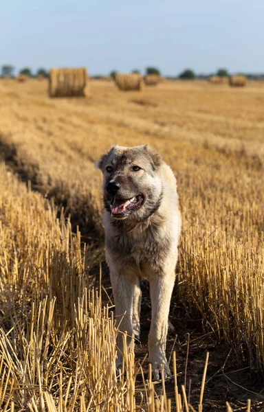 Σκυλί Βοσκού Βοσκότοπο Στρογγυλές Μπάλες Άχυρου Στον Αγρό — Φωτογραφία Αρχείου