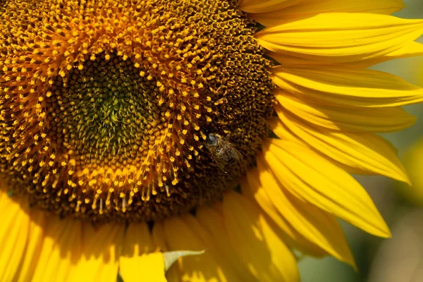 Image of beautiful sunflowers photographed close. Sunflower Flower Blossom.